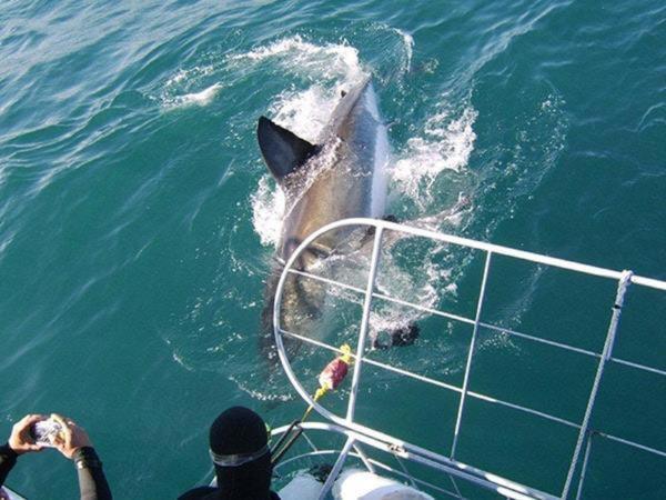 Gansbaai Lodge & Backpackers מראה חיצוני תמונה